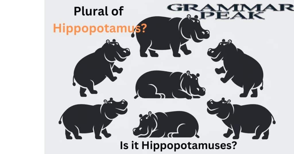 What’s the Plural of Hippopotamus Is it Hippopotamuses