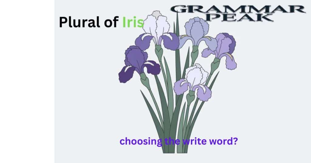 What’s the Plural of Iris Explanation with Examples