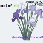 What’s the Plural of Iris Explanation with Examples