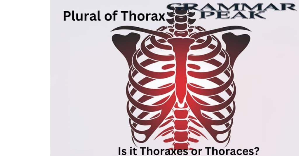 What’s the Plural of Thorax Is it Thoraxes or Thoraces